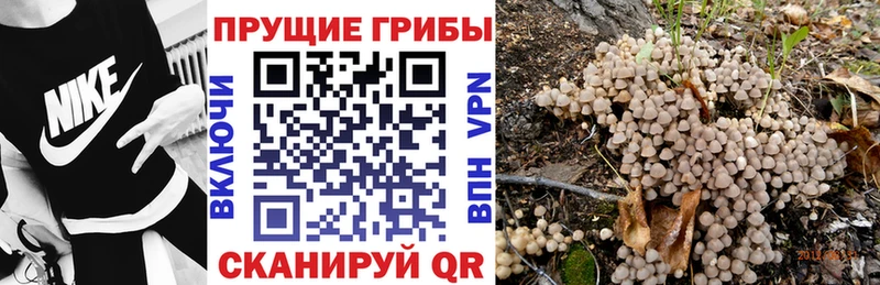 Галлюциногенные грибы Psilocybe  Дмитриев 